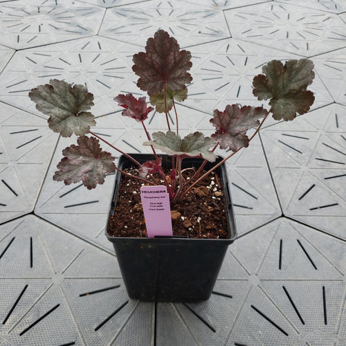 Raspberry Ice | Coral Bells 1 Gal