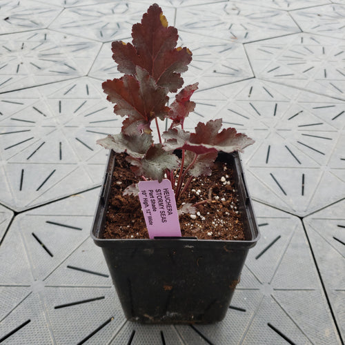 Stormy Seas | Coral Bells 1 Gal
