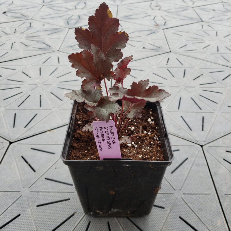 Stormy Seas | Coral Bells 1 Gal
