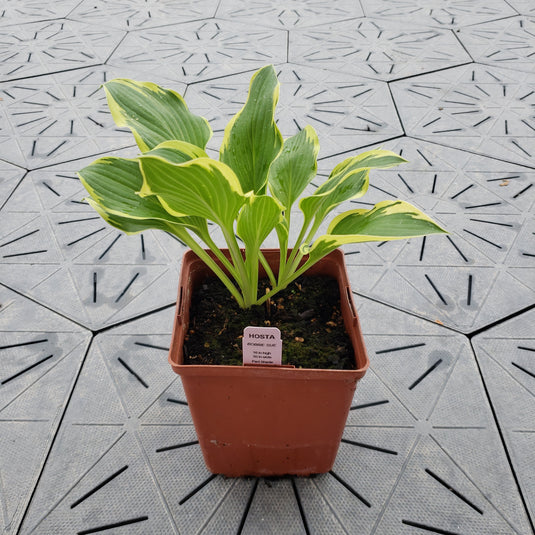 Bobbie Sue | Specialty Hosta 1 Gal