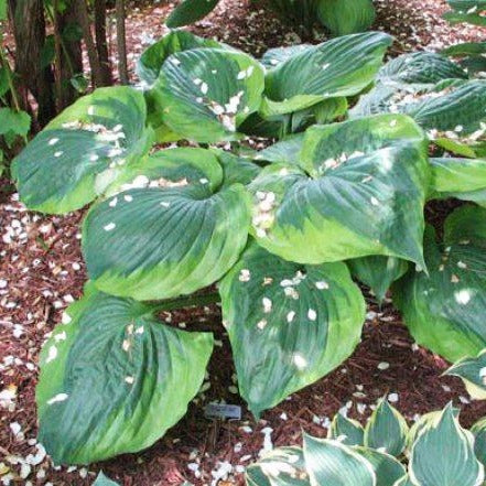 Sum of All | Specialty Hosta 2 Gal