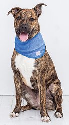 GF Pet Elastofit Ice Band