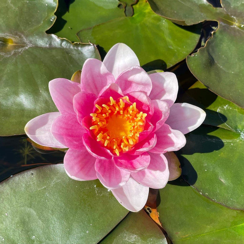 Sultan | Nymphaea | Water Lily
