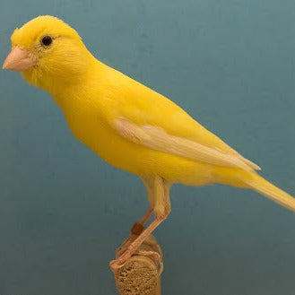 Raza Canary - Serinus canaria domestica
