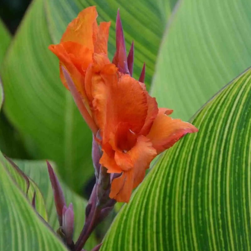 'Pretoria'  | Canna Lily | Tropical Plant