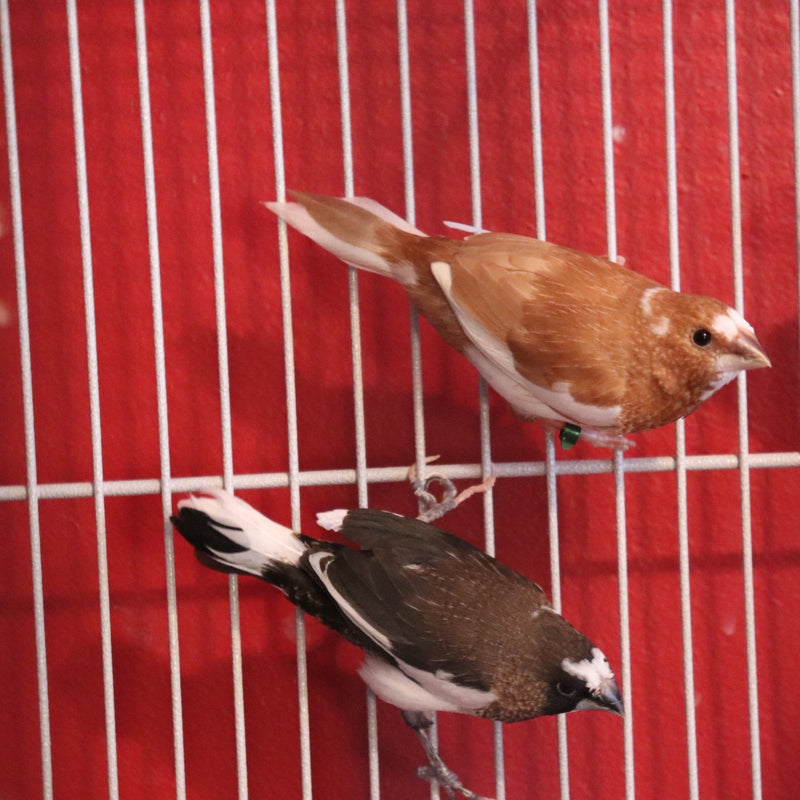 Society Finch/Mutation - Lonchura striata domestica
