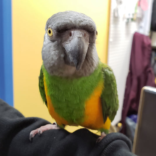 Hand Fed Senegal Parrot - Poicephalus senegalus
