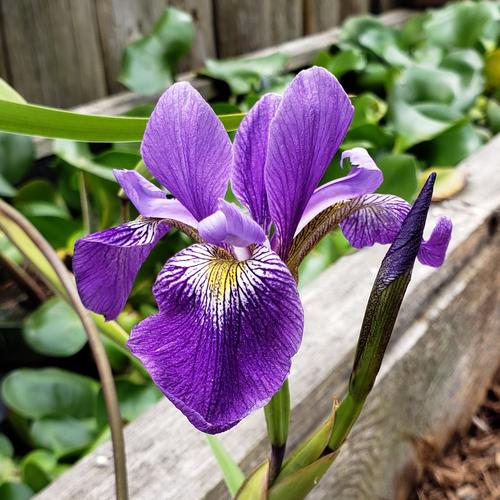 Blue Water Iris | Iris versicolor