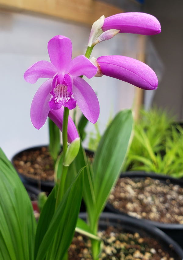 Hyacinth Orchid - Bletilla striata 'Variegata Pink' | 1 Gal - Local Pickup Only