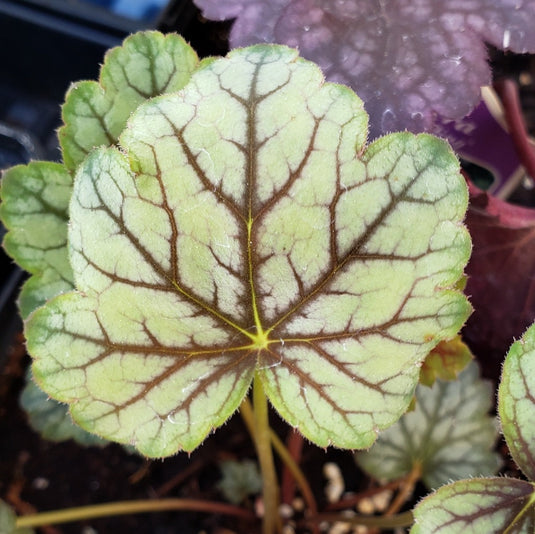 Vanilla Spice | Coral Bells 1 Gal