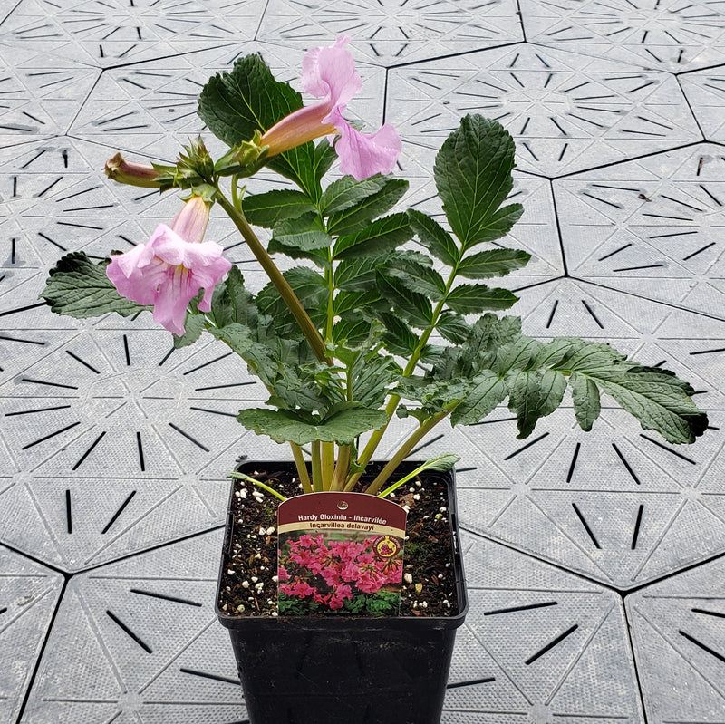 Hardy Gloxinia | Incarvillea delavayi | 1 Gal - Local Pickup Only