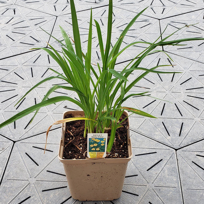 Stella D'Oro Reblooming Daylily | Hemerocallis 'Stella de Oro' | 1 Gal - Local Pickup Only
