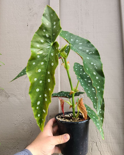 Polkadot Begonia - Store Pickup Only