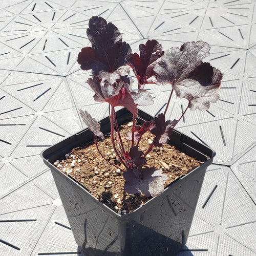 Beauty | Coral Bells 1 Gal