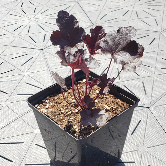 Beauty | Coral Bells 1 Gal