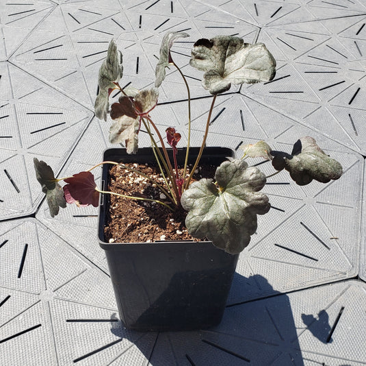 Harvest Burgundy | Coral Bells 1 Gal