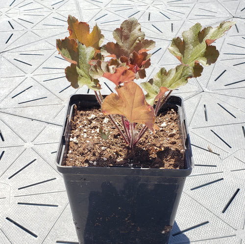 Marmalade | Coral Bells 1 Gal