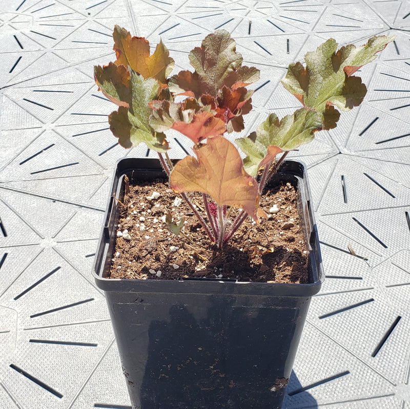 Marmalade | Coral Bells 1 Gal
