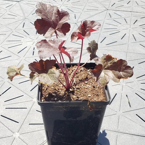 Red Sea | Coral Bells 1 Gal