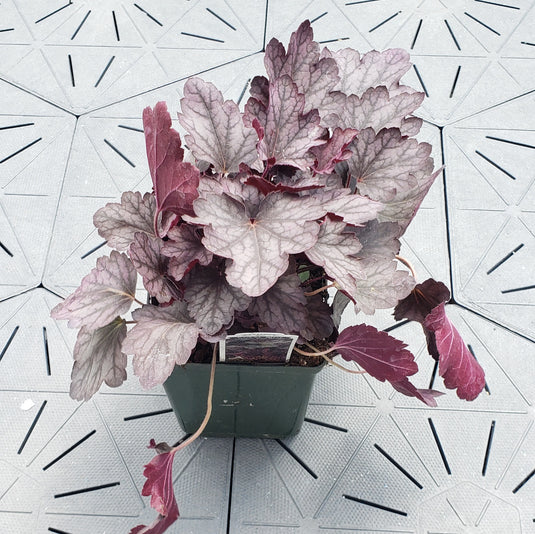 Carnival Rose Granita | Coral Bells 1 Gal