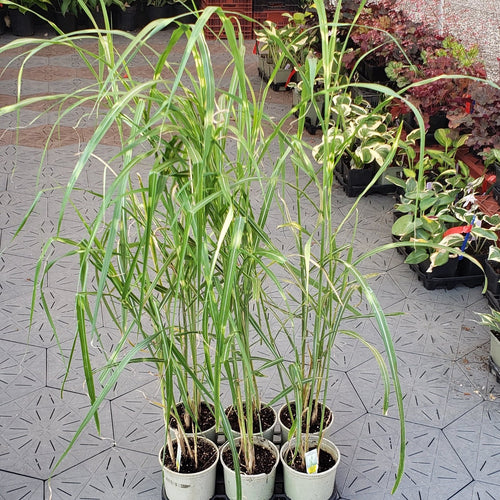 Zebra or Maiden Grass | Miscanthus sinensis 'Zebrinus' | 1 Gal - Local Pickup Only