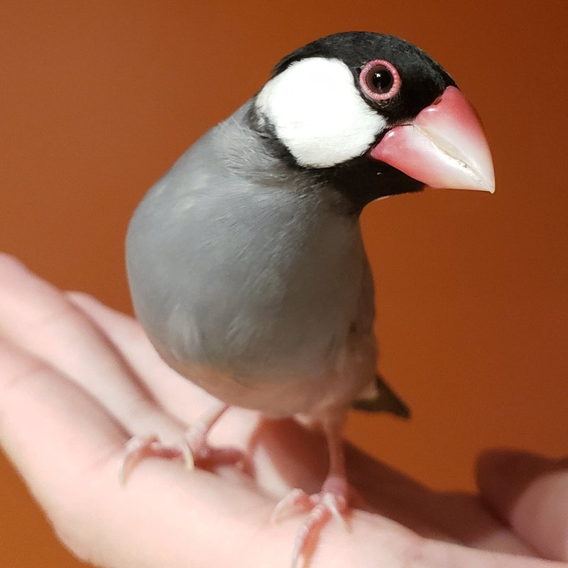 Hand Fed Java Sparrow/Mutation - Lonchura oryzivora
