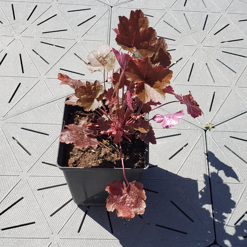 Rachel | Coral Bells 1 Gal