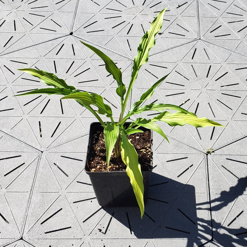 Curly Fries | Novelty Hosta 1 Gal