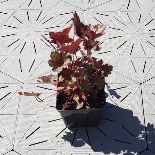 Kassandra | Coral Bells 1 Gal
