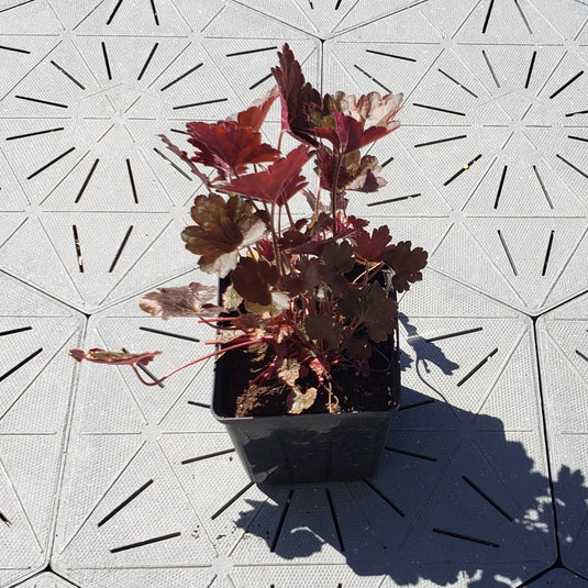 Kassandra | Coral Bells 1 Gal