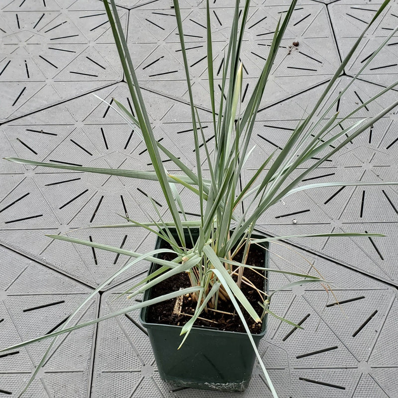 Ornamental Blue Oat Grass | Helictotrichon sempervirens | 1 Gal - Local Pickup Only