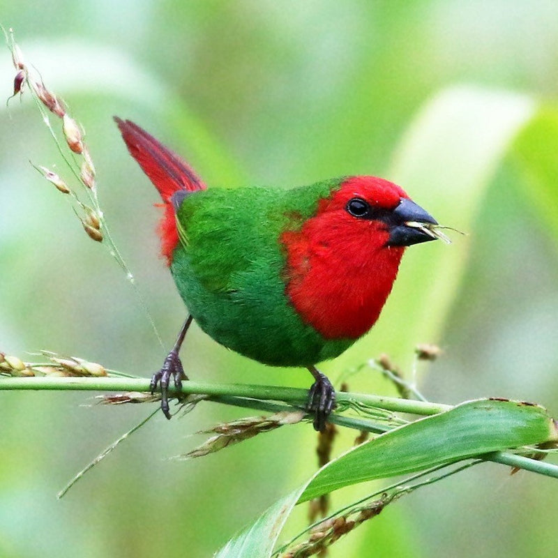 Red-Throated Parrot Finch/Mutation - Erythrura psittacea