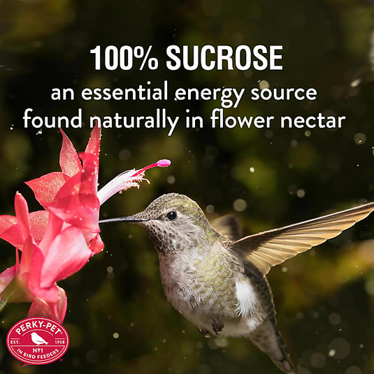 Perky-Pet Clear Liquid Hummingbird Nectar Concentrate 64 oz