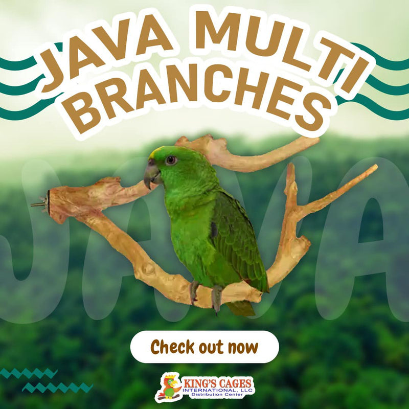 Java Multi-Branch Coffee Wood Parrot Perch

