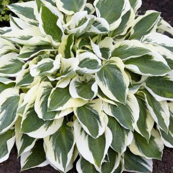 Minuteman | Specialty Hosta 1 Gal
