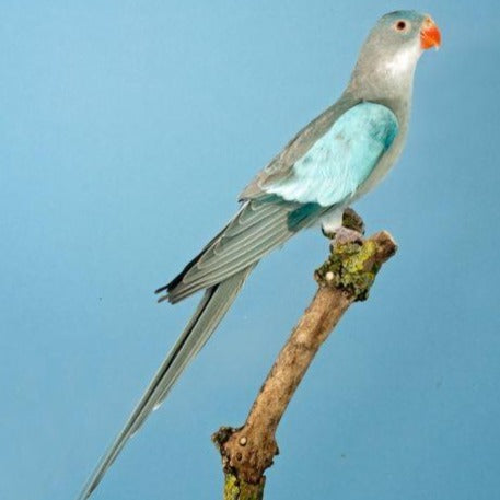 Princess of Wales Parakeet - Exotic Wings and Pet Things