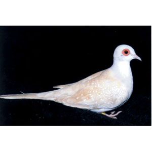 Diamond Dove/Mutation - Geopelia cuneata