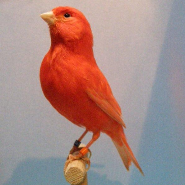 Red Factor Canary - Serinus canaria domestica