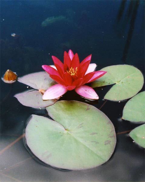Attraction | Nymphaea | Water Lily
