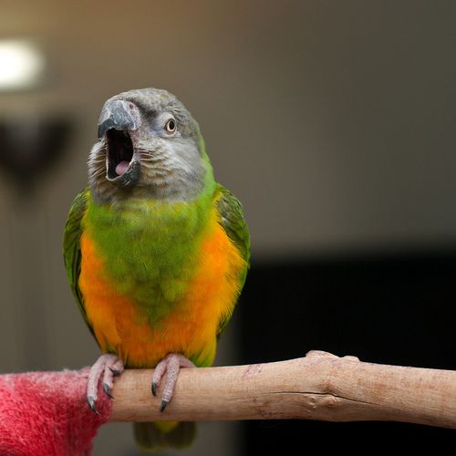 Hand Fed Senegal Parrot - Poicephalus senegalus