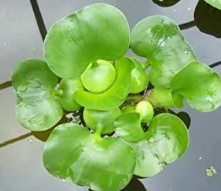 Water Hyacinth - Singles | Eichhornia crassipes