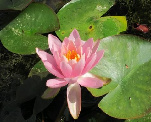 Firecrest | Nymphaea | Water Lily