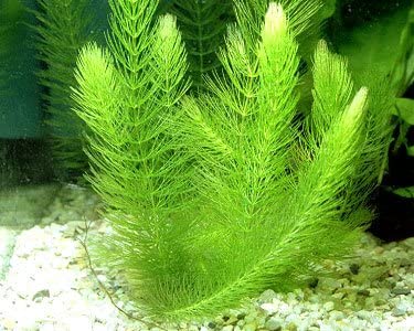Hornwort | Ceratophyllum demersum | Pond Plant
