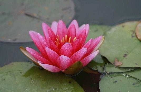 Charles De Meurville | Nymphaea | Water Lily