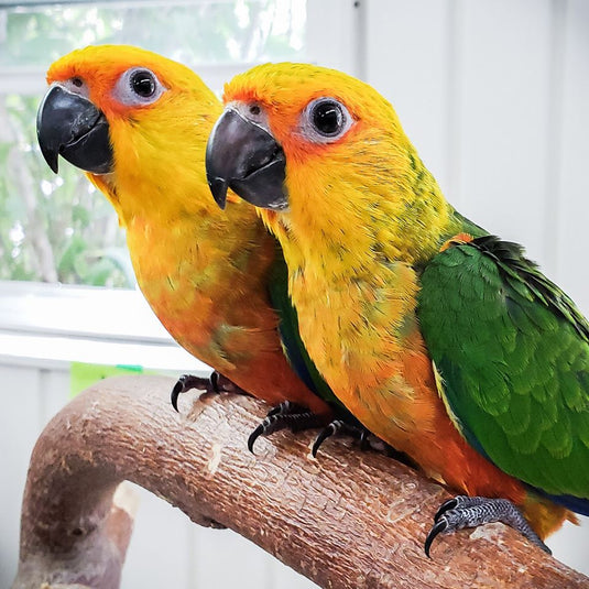 Jenday Conure - Exotic Wings and Pet Things