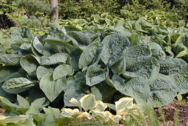 Blue Blazes | Specialty Hosta 1 Gal

