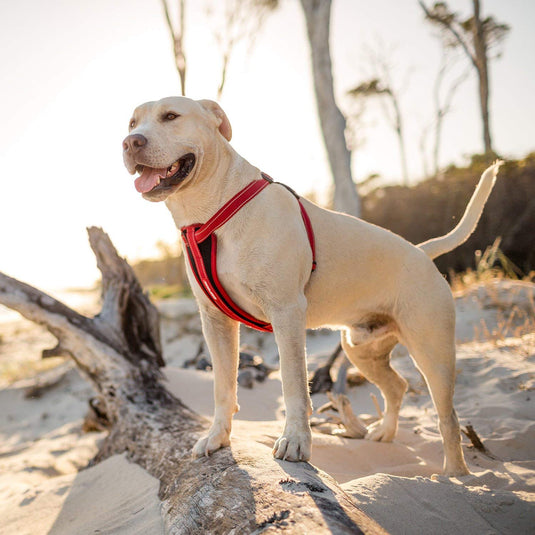 EzyDog Chest Plate Harness - Extra Large (21-38in)