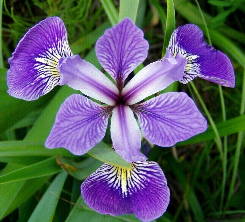 Blue Water Iris | Iris versicolor
