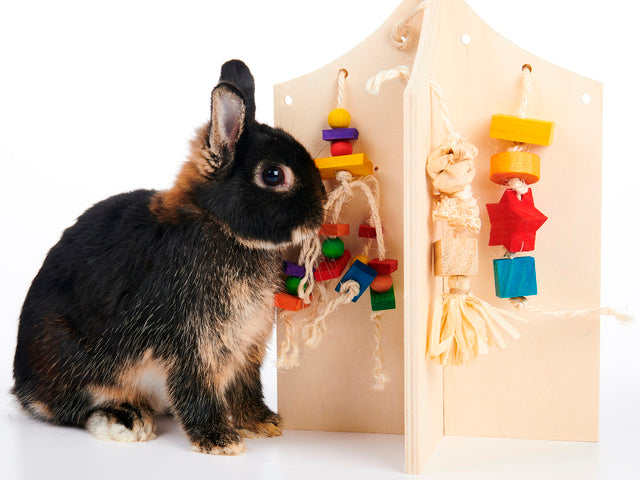 Oxbow Enriched Life Play Center - Exotic Wings and Pet Things
