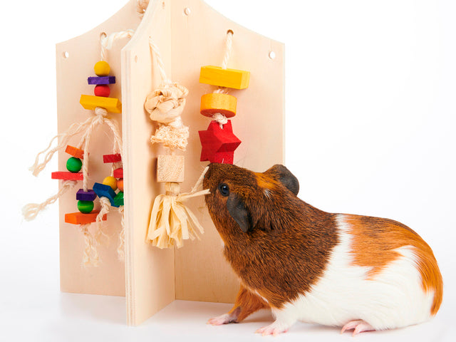 Oxbow Enriched Life Play Center - Exotic Wings and Pet Things

